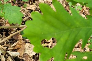 Szkoła Leśna na Barbarce