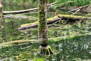 Szkoła Leśna na Barbarce