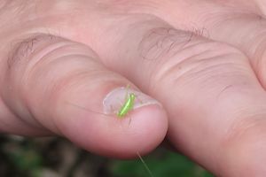 Szkoła Leśna na Barbarce