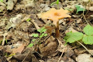 Szkoła Leśna na Barbarce