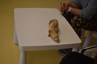 Zajęcia ze zwierzątkami- 28.10.2025r.