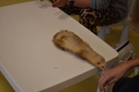 Zajęcia ze zwierzątkami- 28.10.2025r.