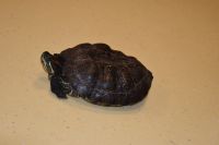 Zajęcia ze zwierzątkami- 28.10.2025r.