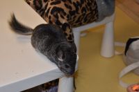 Zajęcia ze zwierzątkami- 28.10.2025r.