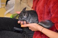 Zajęcia ze zwierzątkami- 28.10.2025r.