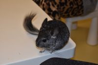 Zajęcia ze zwierzątkami- 28.10.2025r.