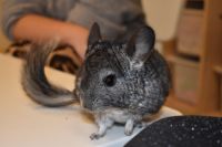 Zajęcia ze zwierzątkami- 28.10.2025r.