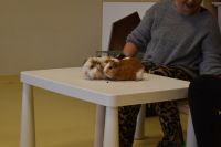 Zajęcia ze zwierzątkami- 28.10.2025r.