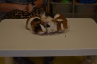 Zajęcia ze zwierzątkami- 28.10.2025r.