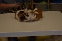 Zajęcia ze zwierzątkami- 28.10.2025r.