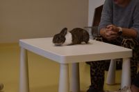 Zajęcia ze zwierzątkami- 28.10.2025r.