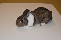 Zajęcia ze zwierzątkami- 28.10.2025r.