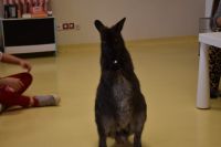 Zajęcia ze zwierzątkami- 28.10.2025r.