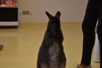 Zajęcia ze zwierzątkami- 28.10.2025r.