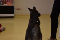 Zajęcia ze zwierzątkami- 28.10.2025r.