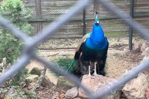 Ogród Zoobotaniczny