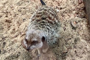 Ogród Zoobotaniczny