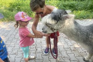 SPACER Z ALPAKAMI