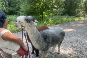 SPACER Z ALPAKAMI