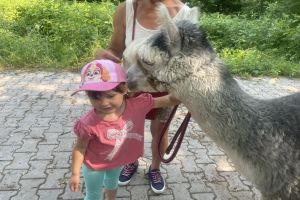 SPACER Z ALPAKAMI