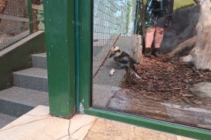 zoo