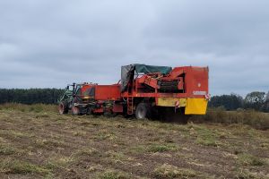 Zbiór ziemniaków